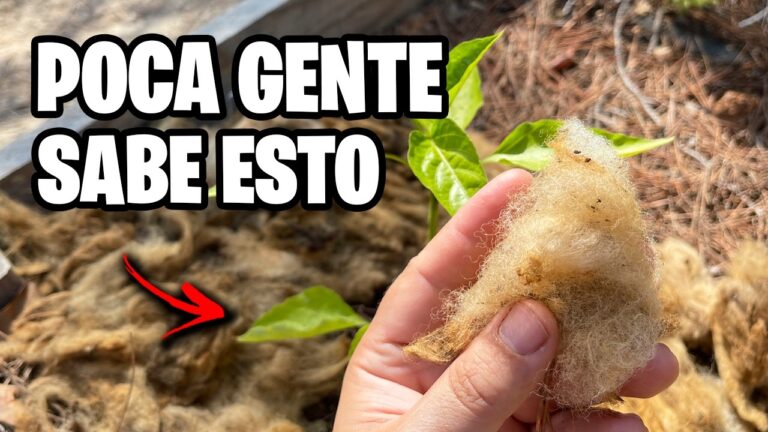 Potencia tus Plantas con Lana de Roca en Jardiner&iacute;a Urbana
