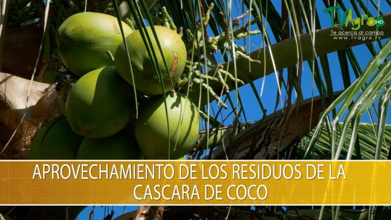 Beneficios del Aislamiento T&eacute;rmico con C&aacute;scara de Coco