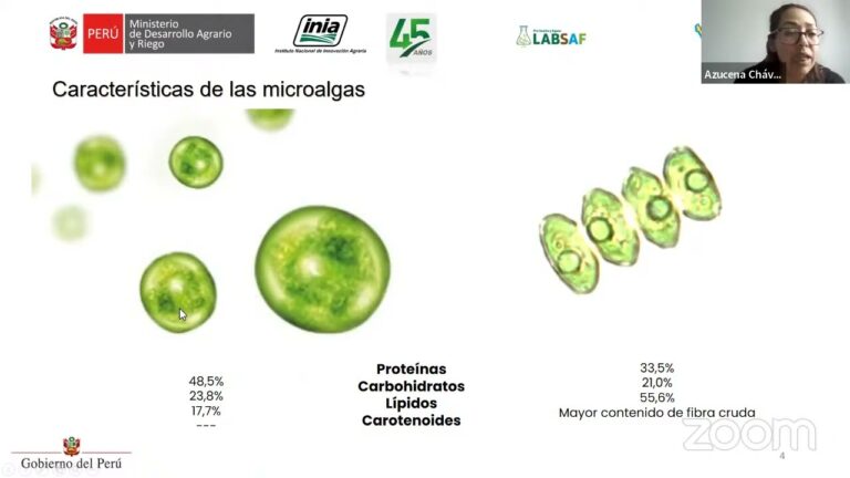 Innovaci&oacute;n en Aislamiento: Soluciones Sostenibles con Algas Marinas