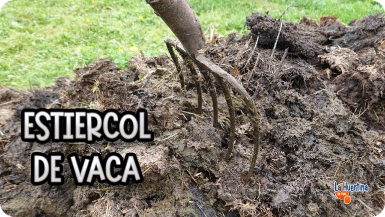 Madera de Cedro: Aislante Ecol&oacute;gico Sostenible