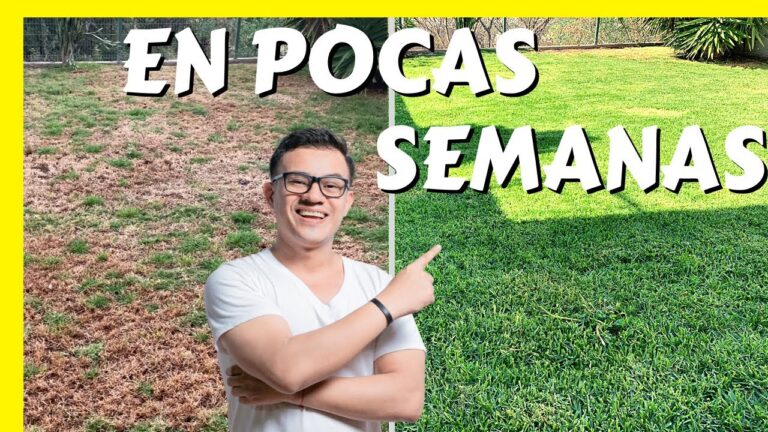 Aislamiento Saludable: Beneficios del Musgo en el Hogar