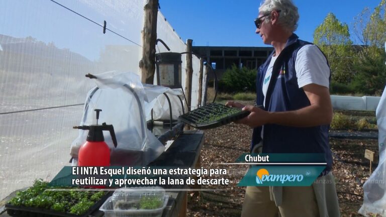 Innovaci&oacute;n en Hidropon&iacute;a: Ventajas de la Lana de Roca