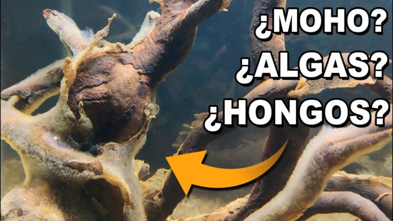 Ventajas de la Lana de Roca en la Prevenci&oacute;n del Moho