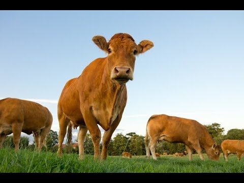 Ventajas de la Adaptabilidad de la Lana de Roca
